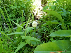 Bistorta bistortoides