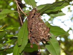 Calligaster himalayensis