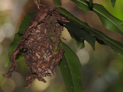 Calligaster himalayensis