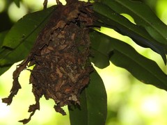 Calligaster himalayensis