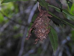 Calligaster himalayensis