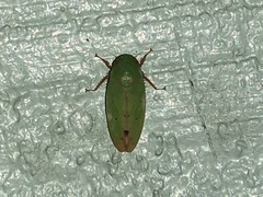 Ponana