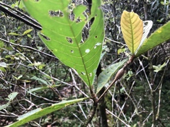 Duroia hirsuta