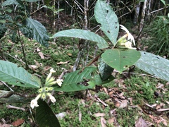 Duroia hirsuta