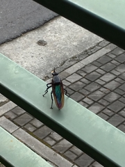 Microstylum oberthurii