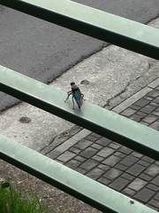 Microstylum oberthurii