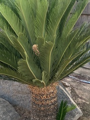 Cycas revoluta