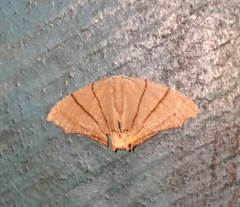 Orudiza protheclaria