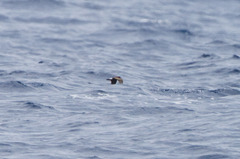 Hydrobates leucorhous