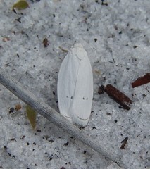 Antaeotricha albulella