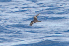 Hydrobates homochroa