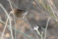 Hesperopsis alpheus