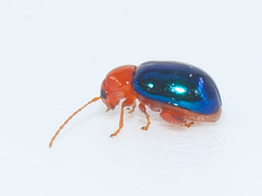 Homoschema orientense