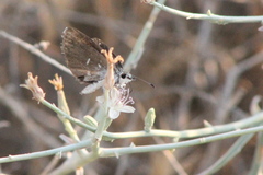 Hesperopsis alpheus