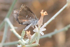 Hesperopsis alpheus