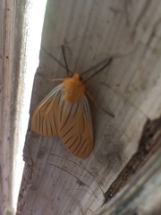 Pseudischnocampa nervosa