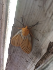 Pseudischnocampa nervosa