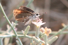Hesperopsis alpheus