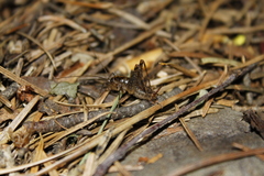 Pristoceuthophilus gaigei