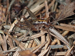 Pristoceuthophilus gaigei