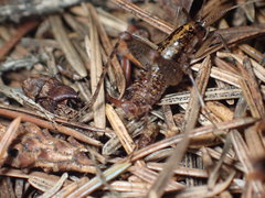 Pristoceuthophilus gaigei