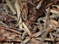 Pristoceuthophilus gaigei