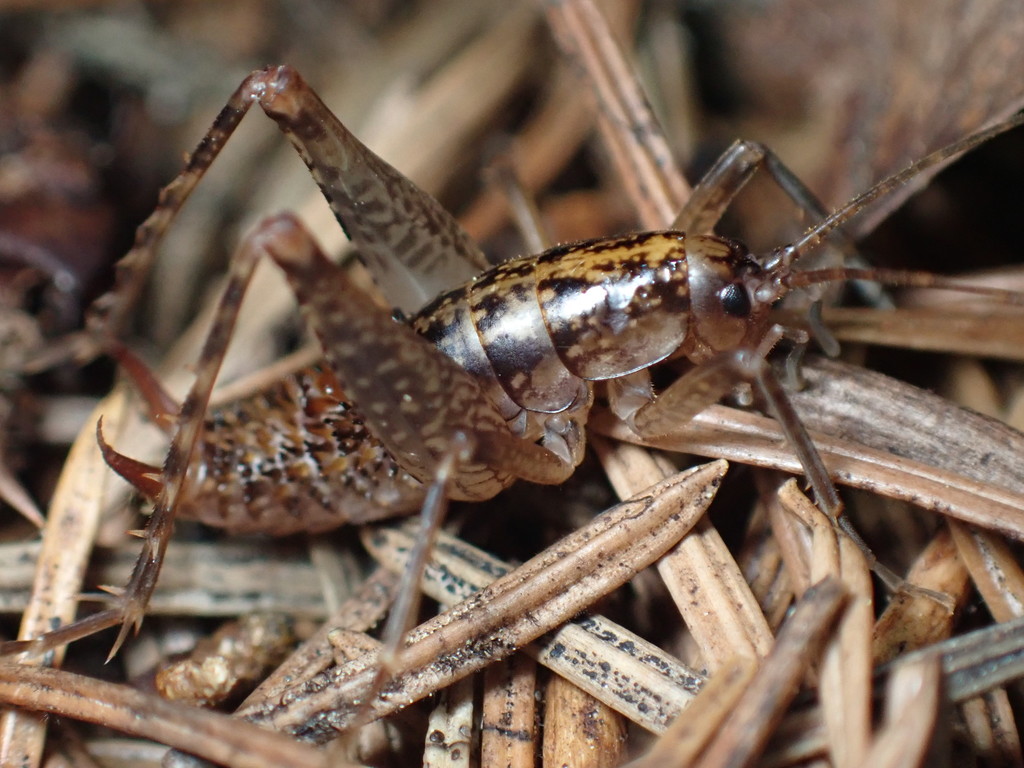 Pristoceuthophilus gaigei