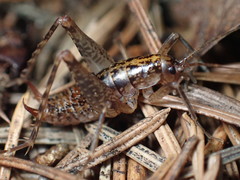 Pristoceuthophilus gaigei