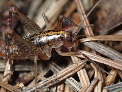 Pristoceuthophilus gaigei