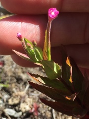 Epilobium ciliatum watsonii