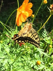 Papilio machaon hippocrates