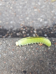 Cimbex femoratus