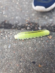 Cimbex femoratus