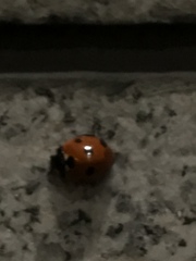 Coccinella septempunctata