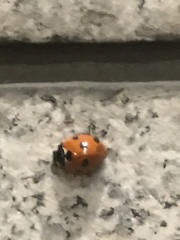 Coccinella septempunctata
