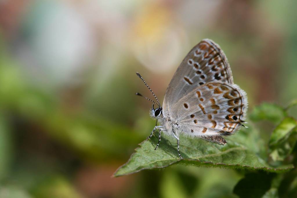 Tongeia hainani