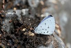 Celastrina sugitanii