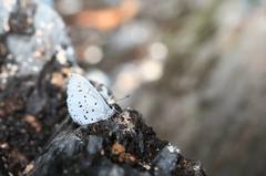 Celastrina sugitanii