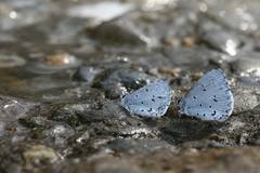 Celastrina sugitanii