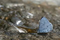 Celastrina sugitanii