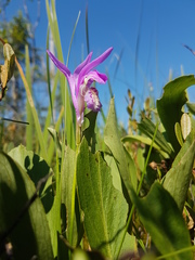 Arethusa bulbosa