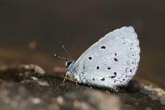 Celastrina sugitanii