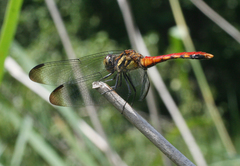 Sympetrum risi