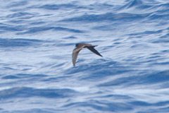 Hydrobates homochroa