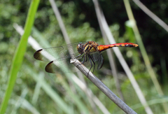 Sympetrum risi