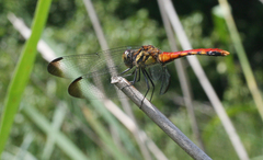 Sympetrum risi