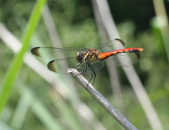 Sympetrum risi