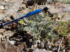 Potentilla pseudosericea