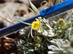 Potentilla pseudosericea