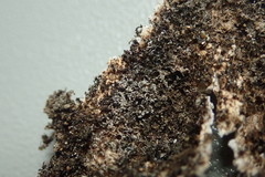 Heterodermia tremulans